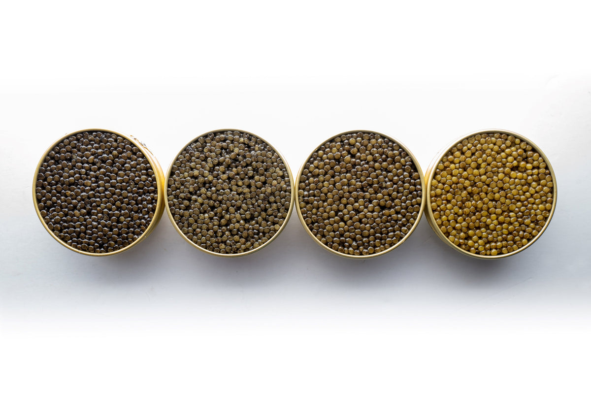 How much is caviar worth astrea caviar