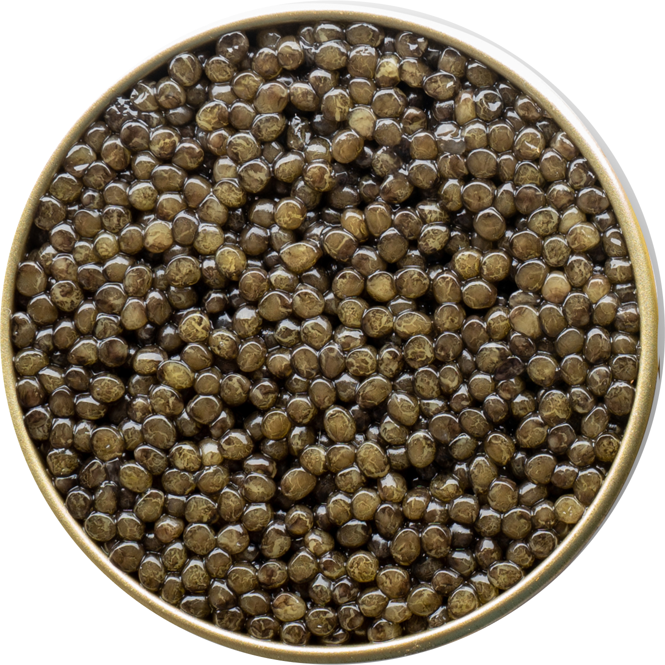  Astrea Caviar 